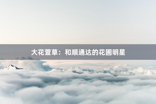 大花萱草：和顺通达的花圃明星
